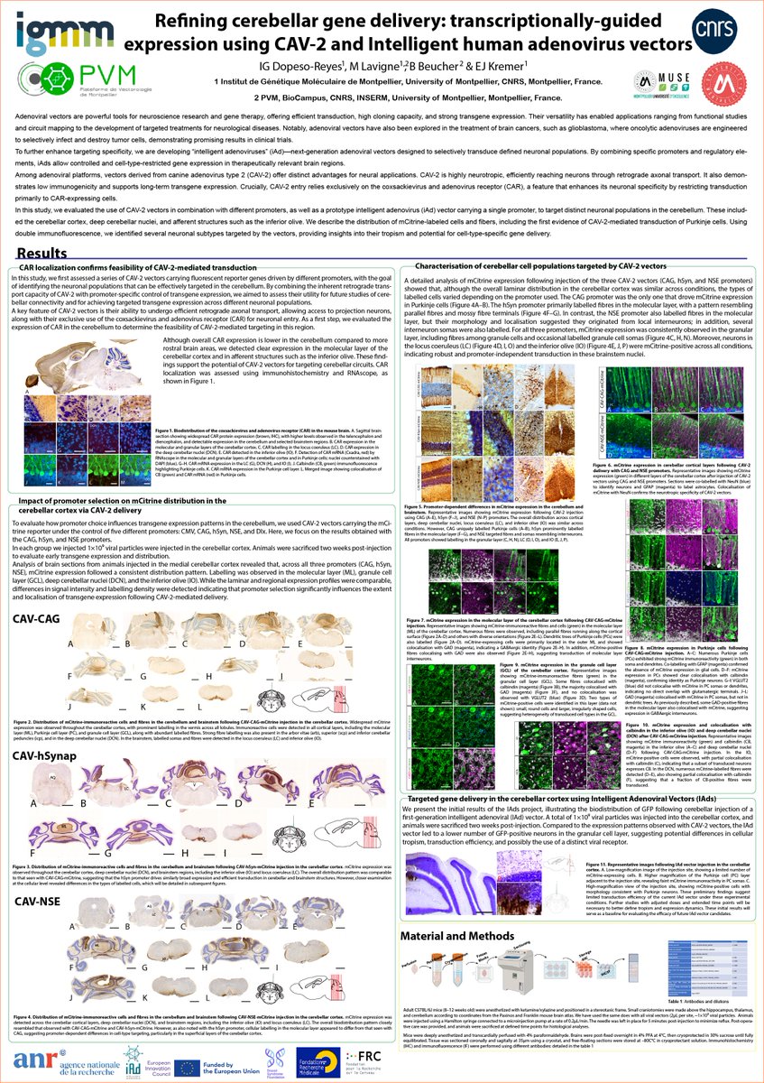 IadsProject's tweet image. We are happy to share that during the #NeuroFrance2025, organised by @Societé des Neurosciences in Montpellier, 14-16 May 2025, the @CNRS IGMM will present two posters within the frame of @IadsProject , funded by the @EIC. #horizon2020 #iAds #fundedbytheEuropeanUnion #ViralVector