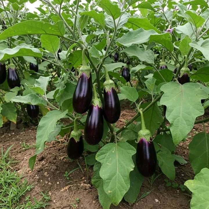 Right Cohen 🇺🇬 (@rightcohen) on Twitter photo Brinjal (eggplant) farming needs warm weather, well drained soil, and full sun. Sow seeds in nursery, transplant after 4–5 weeks. Water regularly, control pests like fruit borer. Harvest in 3–4 months. It’s a good cash crop.
<a href="/Agronommejean/">Agronomme Jean Baptiste🇬🇦 🌽🥦</a>
#LetsFarmTogether Brinjal (eggplant) farming needs warm weather, well drained soil, and full sun. Sow seeds in nursery, transplant after 4–5 weeks. Water regularly, control pests like fruit borer. Harvest in 3–4 months. It’s a good cash crop.
<a href="/Agronommejean/">Agronomme Jean Baptiste🇬🇦 🌽🥦</a>
#LetsFarmTogether