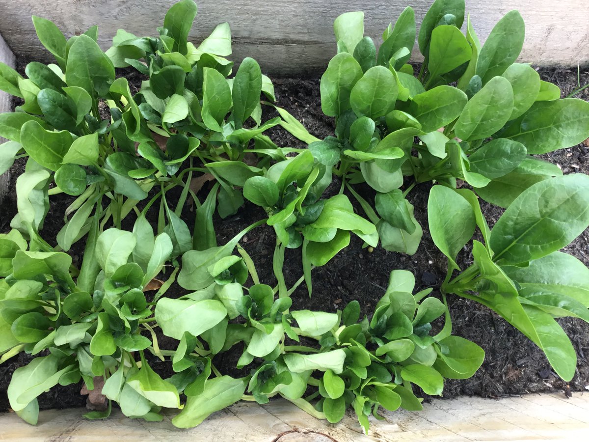 school_keys's tweet image. KEYS children have harvested their first crop of the season 🍃🥕☀️ Spinach taken home for soups, salads or pastas 🍝🥗 #Earlyyears #outdoorlearning #planting #growing #spinach #STEM #realisingtheambition #fun ☀️🌱