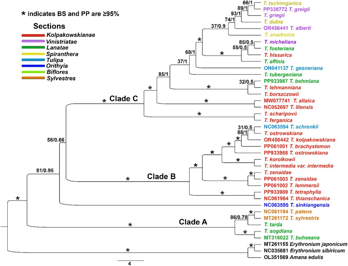 Nordic Journal of Botany (@nordicjbotany) on Twitter photo NEW PAPER: Comparative chloroplast genome and phylogenetic analysis of Central Asian tulips by Dekhkonov et al. The ycf1 gene could be used as a marker to establish the phylogeny.
vist.ly/3n48jck
<a href="/NordicOikos/">Nordic Society Oikos</a> <a href="/WileyEcolEvol/">Wiley Ecology & Evolution</a> #taxonomy #plant #tulip NEW PAPER: Comparative chloroplast genome and phylogenetic analysis of Central Asian tulips by Dekhkonov et al. The ycf1 gene could be used as a marker to establish the phylogeny.
vist.ly/3n48jck
<a href="/NordicOikos/">Nordic Society Oikos</a> <a href="/WileyEcolEvol/">Wiley Ecology & Evolution</a> #taxonomy #plant #tulip