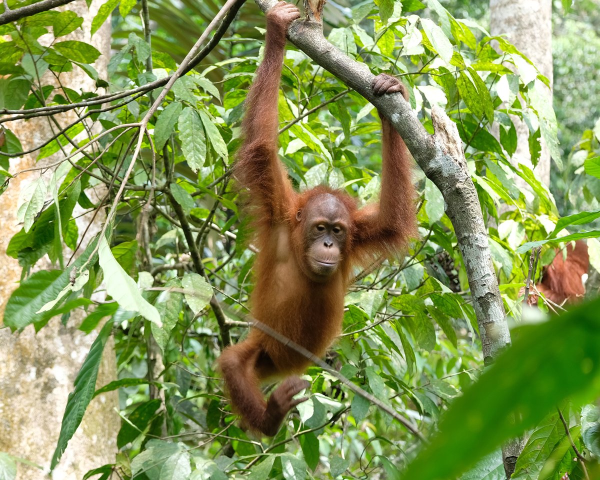 OrangUtansInNot's tweet image. Sag Hallo zu Antana! Die Kleine wurde 2019 aus einem privaten Haushalt befreit und in das #Rescue and Rehabilitation Centre auf #Sumatra gebracht. Jetzt lernt Antana alles Notwendige, um bald wieder im Regenwald leben zu können.Werde #Pate: shorturl.at/Bb07Y
#Orangutan