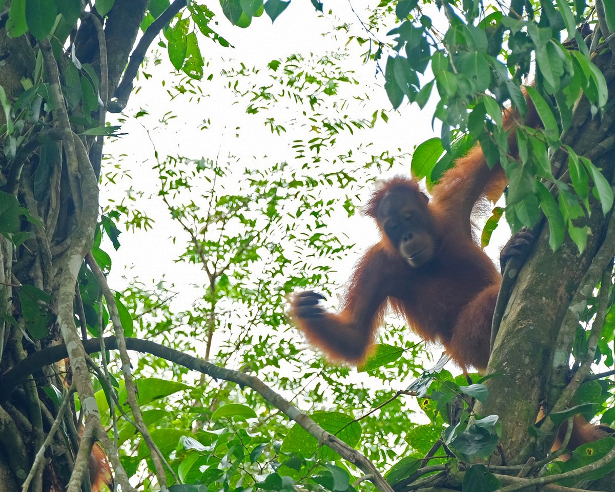 OrangUtansInNot's tweet image. Sag Hallo zu Antana! Die Kleine wurde 2019 aus einem privaten Haushalt befreit und in das #Rescue and Rehabilitation Centre auf #Sumatra gebracht. Jetzt lernt Antana alles Notwendige, um bald wieder im Regenwald leben zu können.Werde #Pate: shorturl.at/Bb07Y
#Orangutan