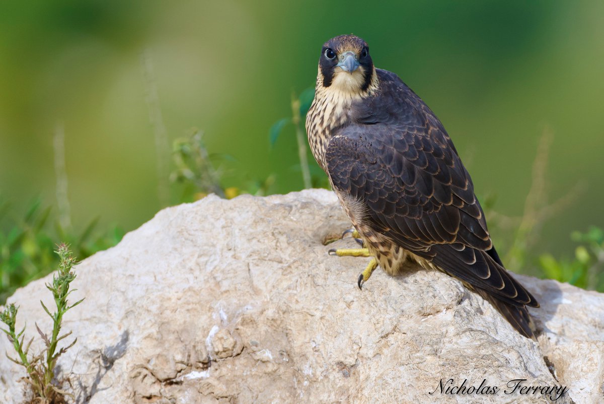 Juvenile Peregrine Falcon in the nature reserve.