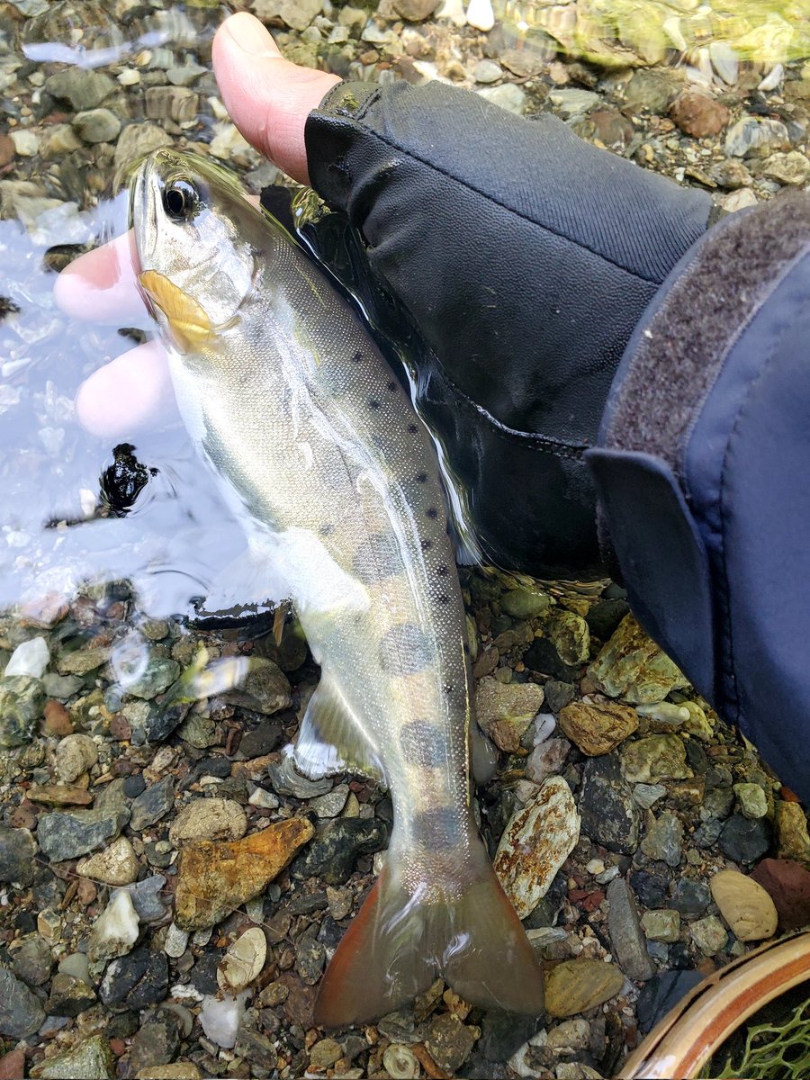 kouheiebisu's tweet photo. 久しぶりの渓。
#面河川 #fishpass #バスデイ #アマゴ #山波商店 https://t.co/rgi63DpvG1