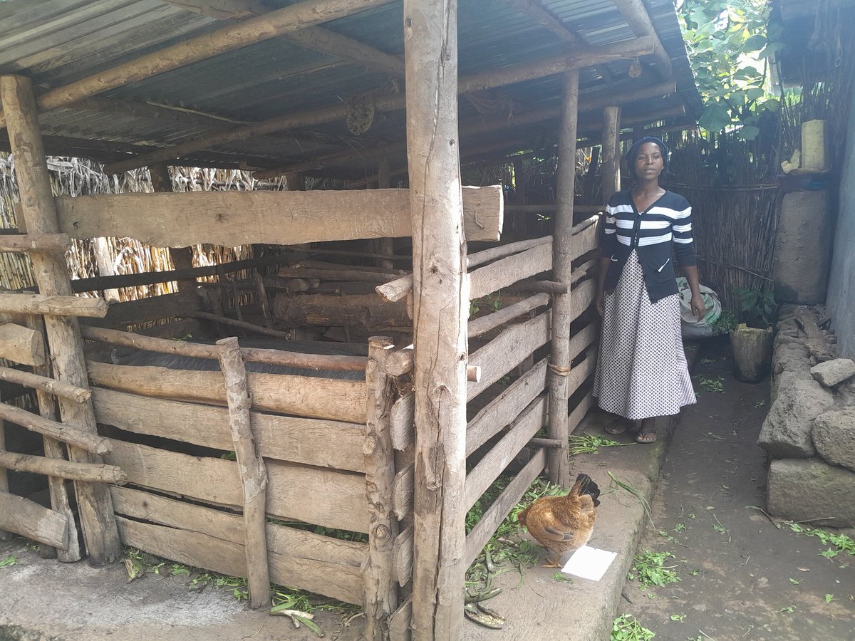 Agronomme_'s tweet image. BURERA | #PRISM Impacts.

In Cyanika Sector, small livestock is rewriting community success stories—thanks to the #PRISMProject.

Abadahigwa Group, formed in June 2024 with 24 members, received 10 chickens each in September. Since then, they’ve built a........

#PRISM