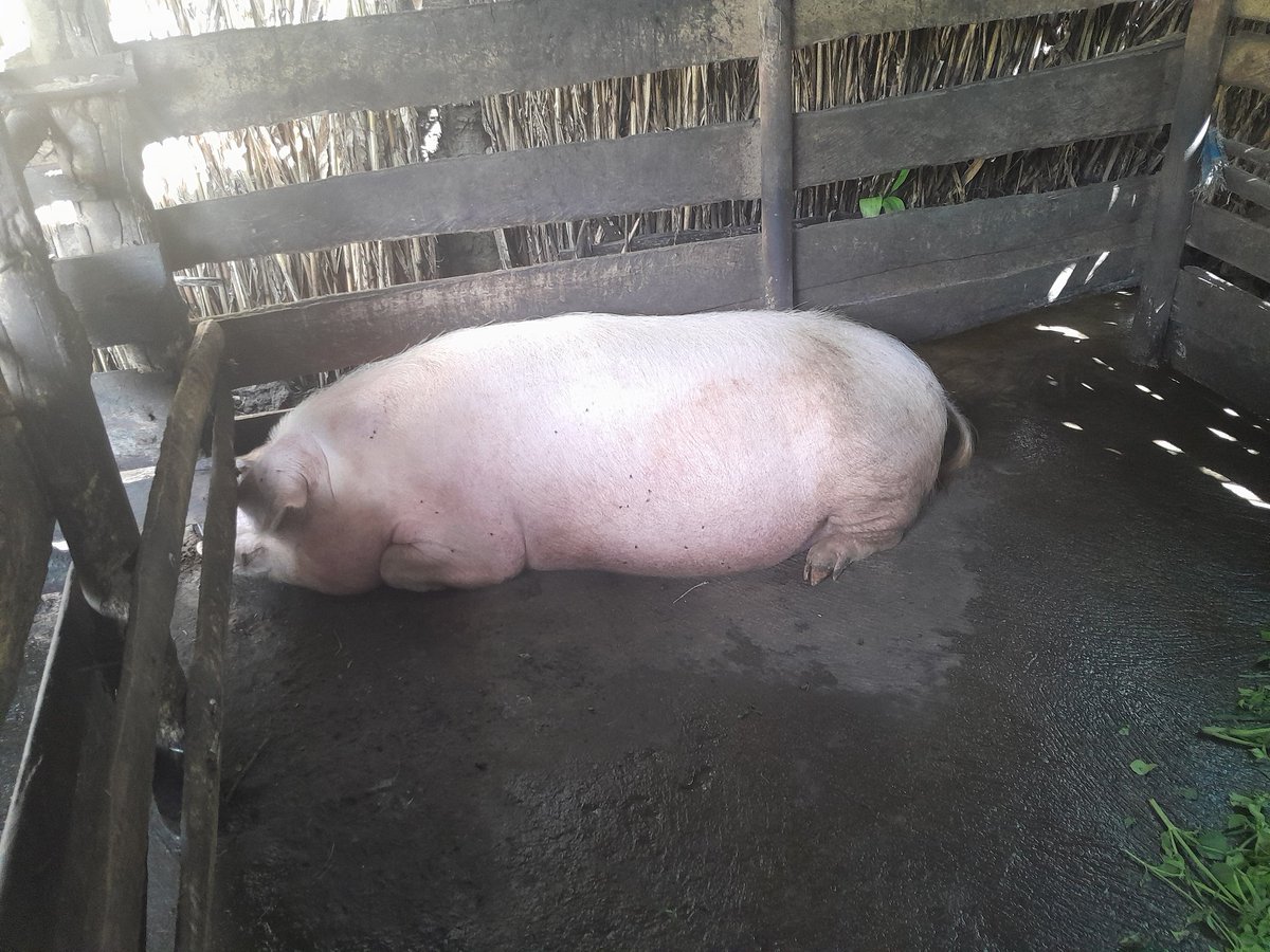 Agronomme_'s tweet image. BURERA | #PRISM Impacts.

In Cyanika Sector, small livestock is rewriting community success stories—thanks to the #PRISMProject.

Abadahigwa Group, formed in June 2024 with 24 members, received 10 chickens each in September. Since then, they’ve built a........

#PRISM