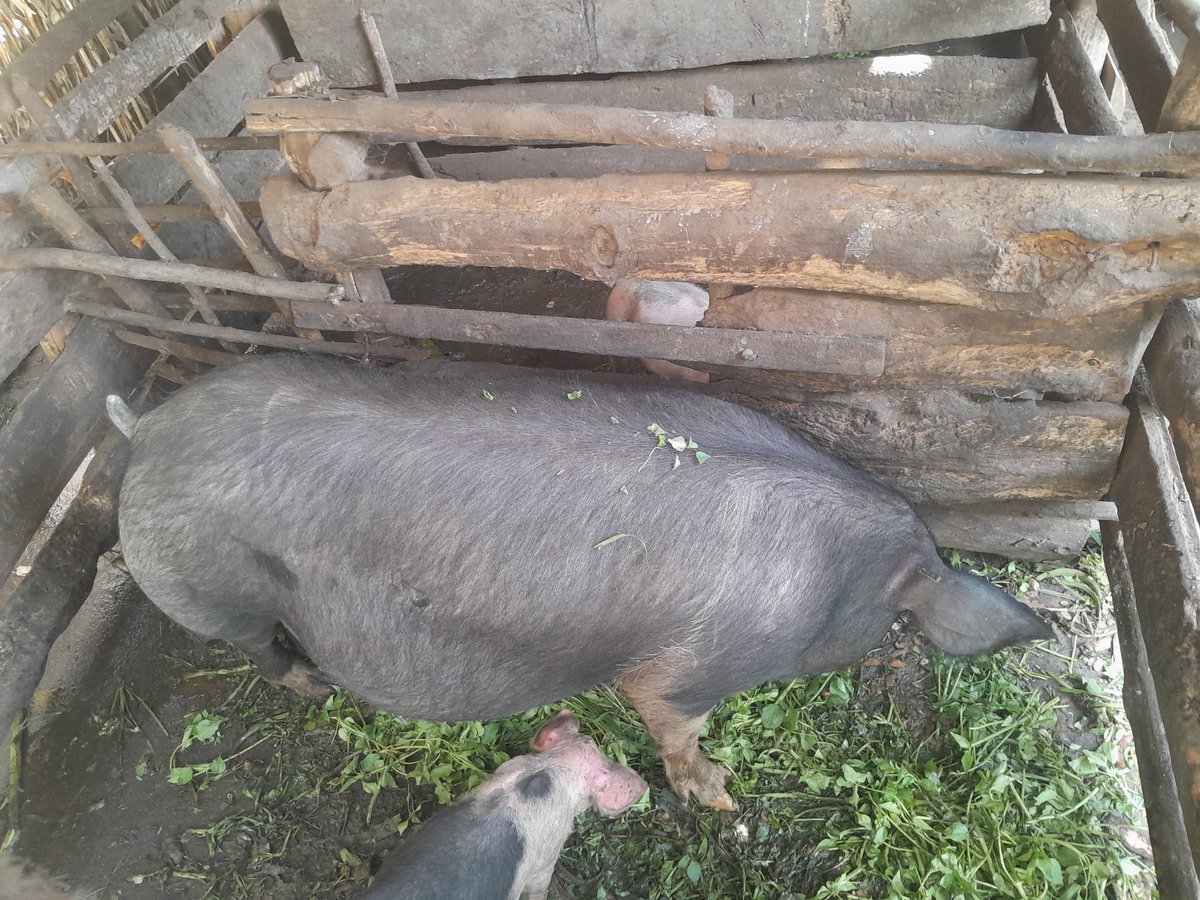 Agronomme_'s tweet image. BURERA | #PRISM Impacts.

In Cyanika Sector, small livestock is rewriting community success stories—thanks to the #PRISMProject.

Abadahigwa Group, formed in June 2024 with 24 members, received 10 chickens each in September. Since then, they’ve built a........

#PRISM