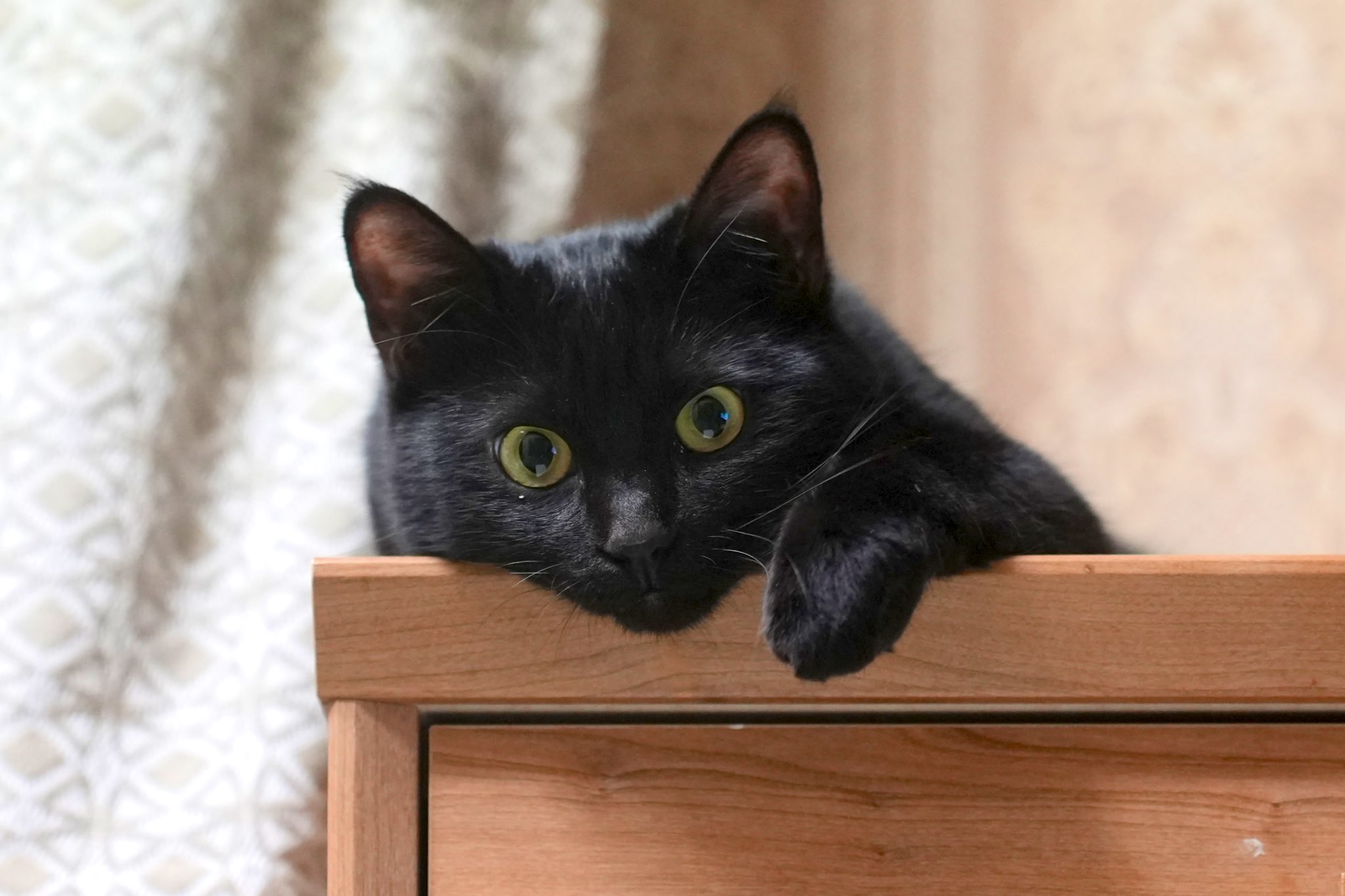黒猫つくねちゃん太しっぽ on X: 