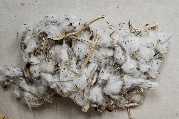 K-State Agronomy (@kstateagron) on Twitter photo Volunteer crops = unwanted guests. Volunteer #soybeans in cotton—or #cotton in soybeans—can seriously hurt harvest quality. Dicamba use is restricted in 2025, making control more challenging. Learn more: bit.ly/43k5w7s #weedcontrol #ksag <a href="/SWKSAgronomy/">Logan Simon</a> <a href="/KStateWeedSci/">K-State Weed Science Extension</a> Volunteer crops = unwanted guests. Volunteer #soybeans in cotton—or #cotton in soybeans—can seriously hurt harvest quality. Dicamba use is restricted in 2025, making control more challenging. Learn more: bit.ly/43k5w7s #weedcontrol #ksag <a href="/SWKSAgronomy/">Logan Simon</a> <a href="/KStateWeedSci/">K-State Weed Science Extension</a>