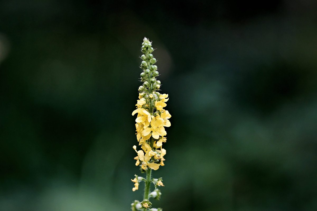PEKHTography's tweet image. Why did the common agrimony break up with the cactus? It wanted a partner who wouldn’t just be prickly!
#common #agrimony #church #steeples #sticklewort #yellow #flower #flora #nature #botany #wildflowers #plants #herb #gardening #beauty #outdoors #bloom