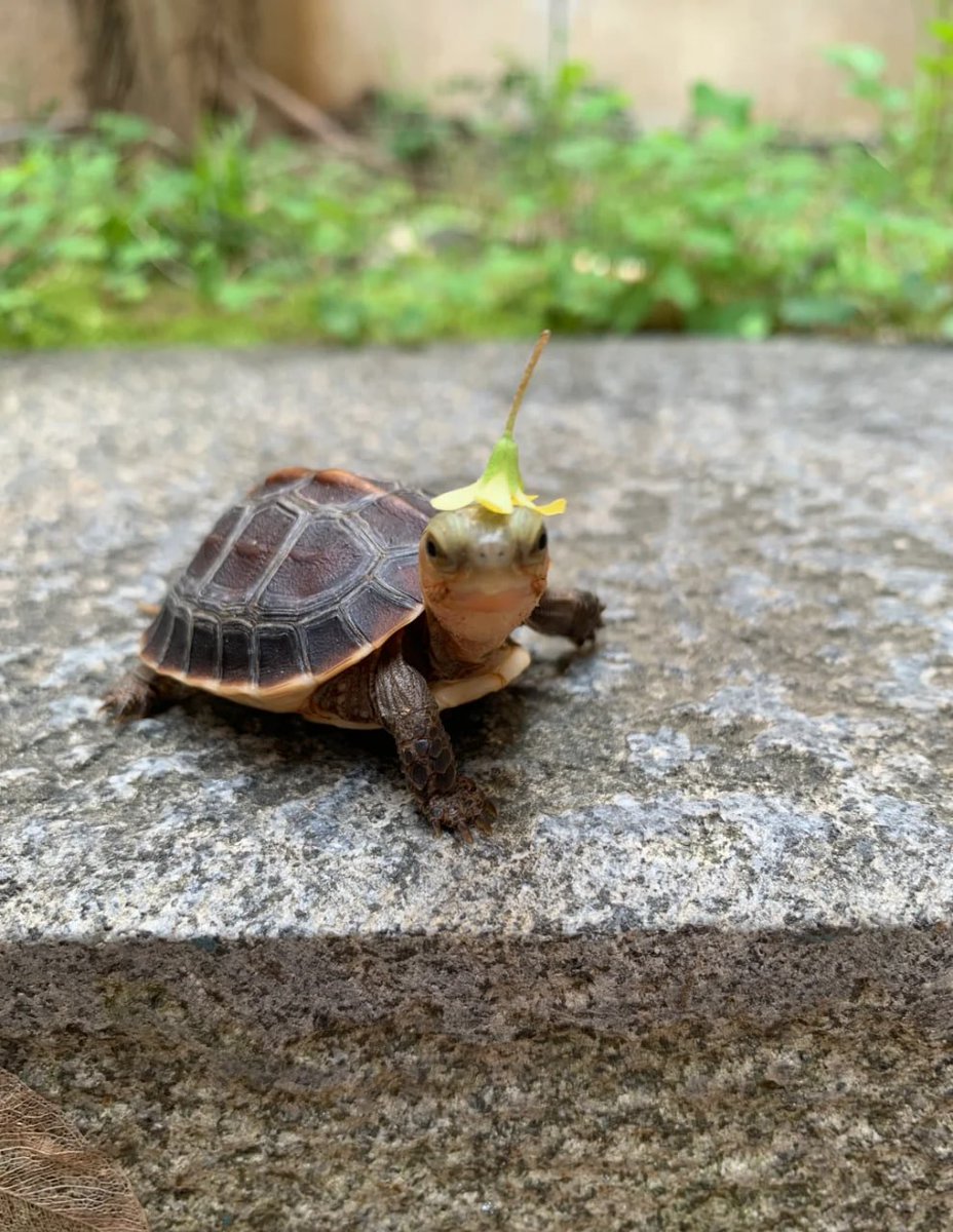 emacmv's tweet image. 小さな冒険者、素敵な帽子をかぶって出発!🌿🐢
この亀さんの姿に癒されない人はいないはず。自然の中で新しい発見が待っているよ!