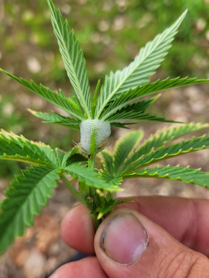 Anyone know what's going on here?