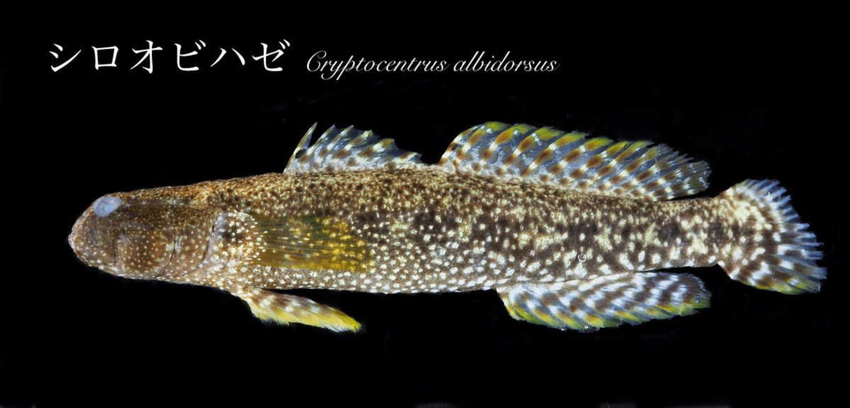 Azabubiofish's tweet photo. 先日代替わりをし、中の人は新しい魚班の副班長に交代しました。
これからも魚に関する出来事をツイートしていくので、宜しくお願い致します！

こちらはシロオビハゼ。 https://t.co/qiDTMPWjwe