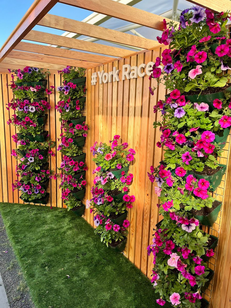 This season, our flower wall gets a new look — now blooming with real petunias and petchoa, grown right here in our own greenhouses. 🌸

A fun photo moment, it's also a vibrant nod to sustainability as part of our Green Knavesmire 300 initiative. 🍃 

#GreenKnavesmire300