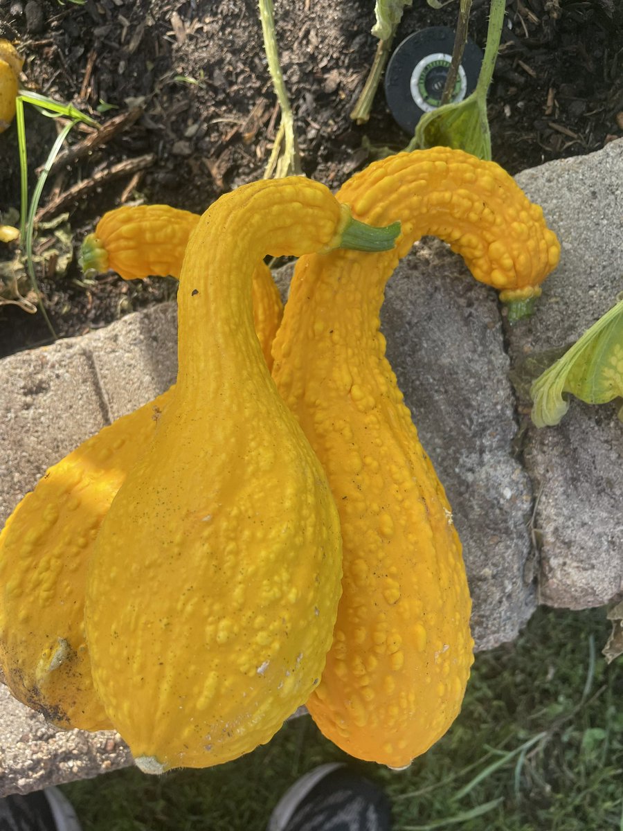Kara Wolf (@mrswolfrtgg) on Twitter photo The harvest today is going to be amazing <a href="/SwenkeCFISD/">SwenkeCFISD</a> ! <a href="/cnespeca1/">Courtney Nespeca</a> @Swenke_AP <a href="/readygrowgarden/">Ready to Grow Garden</a> <a href="/CyFairISD/">Cypress-Fairbanks ISD</a> <a href="/PowerUpCafe/">Cy-Fair Nutrition</a> #summerharvest #TuesdayFeeling #garden The harvest today is going to be amazing <a href="/SwenkeCFISD/">SwenkeCFISD</a> ! <a href="/cnespeca1/">Courtney Nespeca</a> @Swenke_AP <a href="/readygrowgarden/">Ready to Grow Garden</a> <a href="/CyFairISD/">Cypress-Fairbanks ISD</a> <a href="/PowerUpCafe/">Cy-Fair Nutrition</a> #summerharvest #TuesdayFeeling #garden
