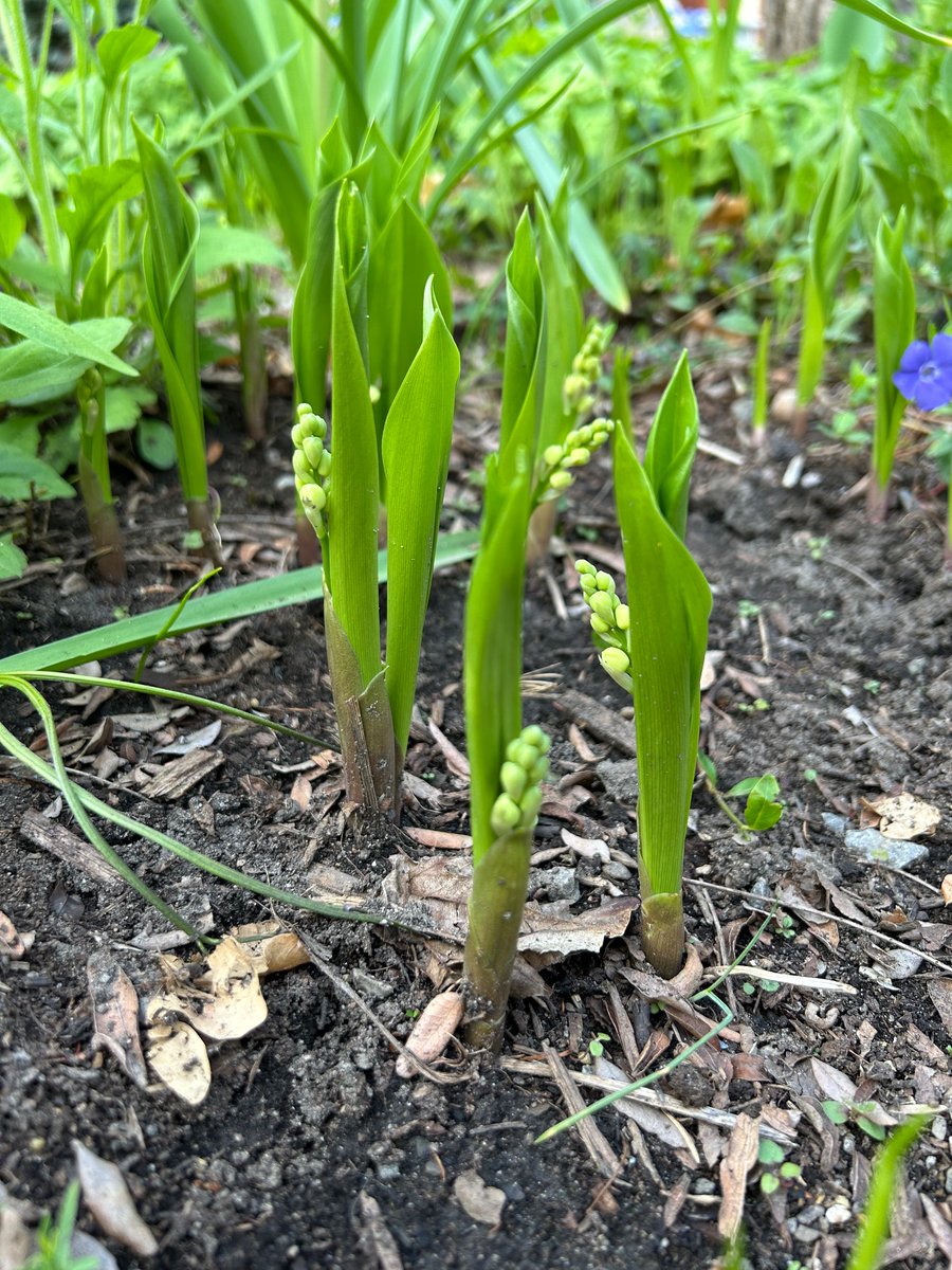 joshwangmd's tweet image. lily of the valley in May are too mature to be mistaken for ramps and insufficiently appealing for kids to ingest