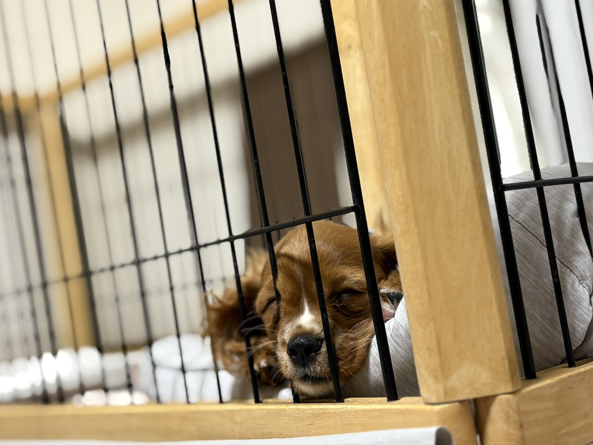 寝ているお顔が大変なサクちゃん☘︎ ݁˖.ᐣ ˚⋆
#愛犬の日
 #キャバリアパピー