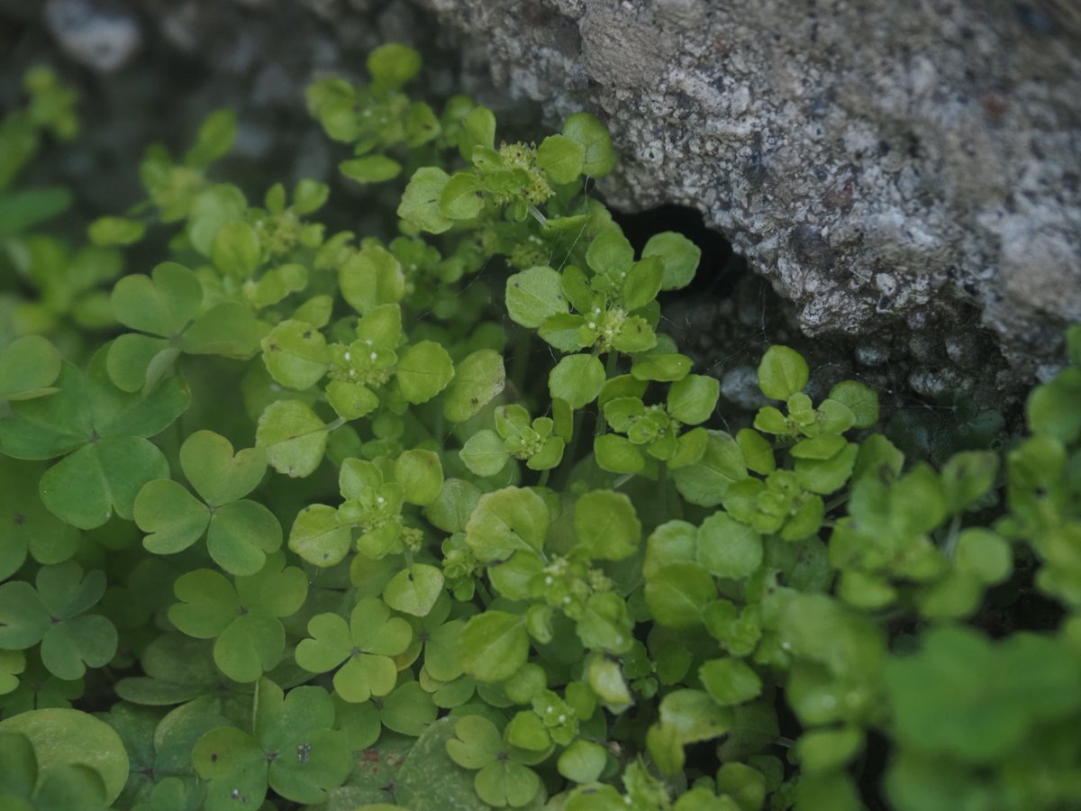 コケミズ（Pilea peploides）

都市部の建物脇で見られたもの。逸出由来なのか？山地のものとの違いが気になるところ……

↓自分で作っておいて忘れていたタグ↓
 #まちカドざっそう観察
