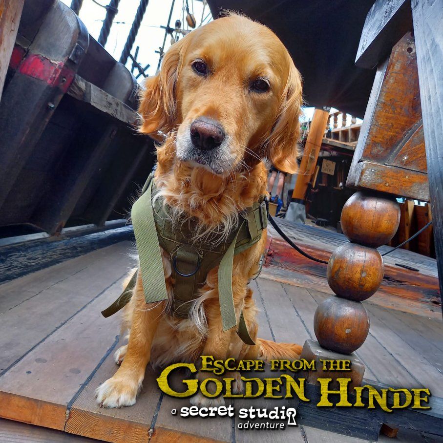 🐶Golden Retriever on the Golden Hinde⚓️
Our favourite K-9 Secret Studios gamesmaster Maisie has joined the crew. Seen here barking orders as the shipwrights behind her do some essential work on the poop deck! (yes it's a real term)
#poop #dogsofinstagram #Escapegame #GoldenHinde