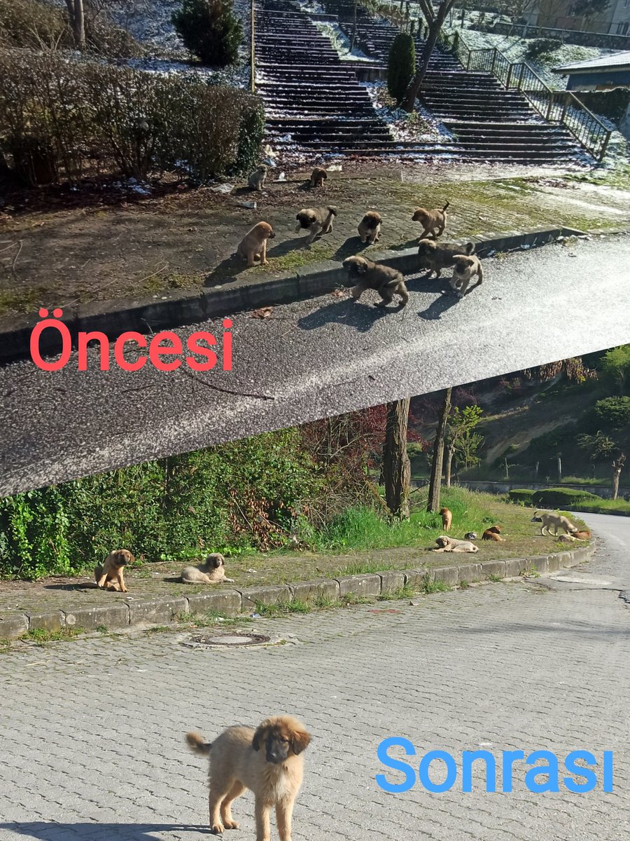 Başıboş Köpek Tehlikesi (@kopektehlikesi) on Twitter photo Düzce'de iki ay arayla çekilen fotoğraf. Eniklerin ne kadar hızlı büyüyüp bir sürüye dönüşüne bakın.
Yasayı uygulayın hukuki sorumluluğunuz var. <a href="/duzcebld/">Düzce Belediyesi</a> <a href="/duzce_valiligi/">Düzce Valiliği</a>
Düzce Kalıcı Konutlar Düzce'de iki ay arayla çekilen fotoğraf. Eniklerin ne kadar hızlı büyüyüp bir sürüye dönüşüne bakın.
Yasayı uygulayın hukuki sorumluluğunuz var. <a href="/duzcebld/">Düzce Belediyesi</a> <a href="/duzce_valiligi/">Düzce Valiliği</a>
Düzce Kalıcı Konutlar