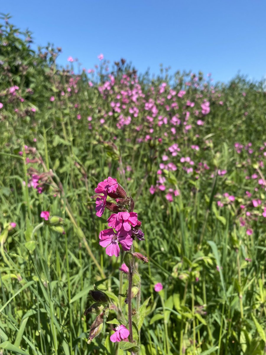 CountrysideNK (@countrysidenk) on Twitter photo A Big Thank You to our volunteers assisting the <a href="/hillholtwood/">Hill Holt Wood</a> CountrysideNK Ranger on <a href="/NorthKestevenDC/">North Kesteven District Council</a> “The Nettles”yesterday. Litter picking, volunteer grown wildflower planting and mowing in the spirit of #NoMowMay leaving swathes of rough grass, Cow Parsley and Buttercup uncut A Big Thank You to our volunteers assisting the <a href="/hillholtwood/">Hill Holt Wood</a> CountrysideNK Ranger on <a href="/NorthKestevenDC/">North Kesteven District Council</a> “The Nettles”yesterday. Litter picking, volunteer grown wildflower planting and mowing in the spirit of #NoMowMay leaving swathes of rough grass, Cow Parsley and Buttercup uncut