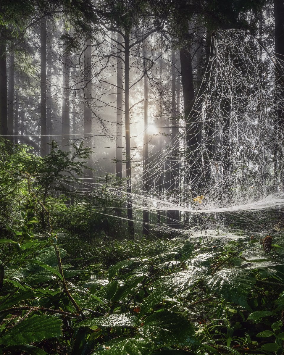 Schoenberger_K's tweet image. Welcome in my Spider Web

#landscapephotography #landschaftsfotografie #spider