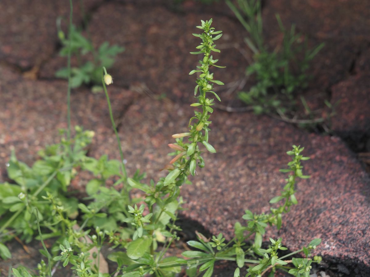 ムシクサ（Veronica peregrina）

道端で見られたもの。水田型との違いは何？全体的に大きいものが多い気はするが……
 #まちカドざっそう観察