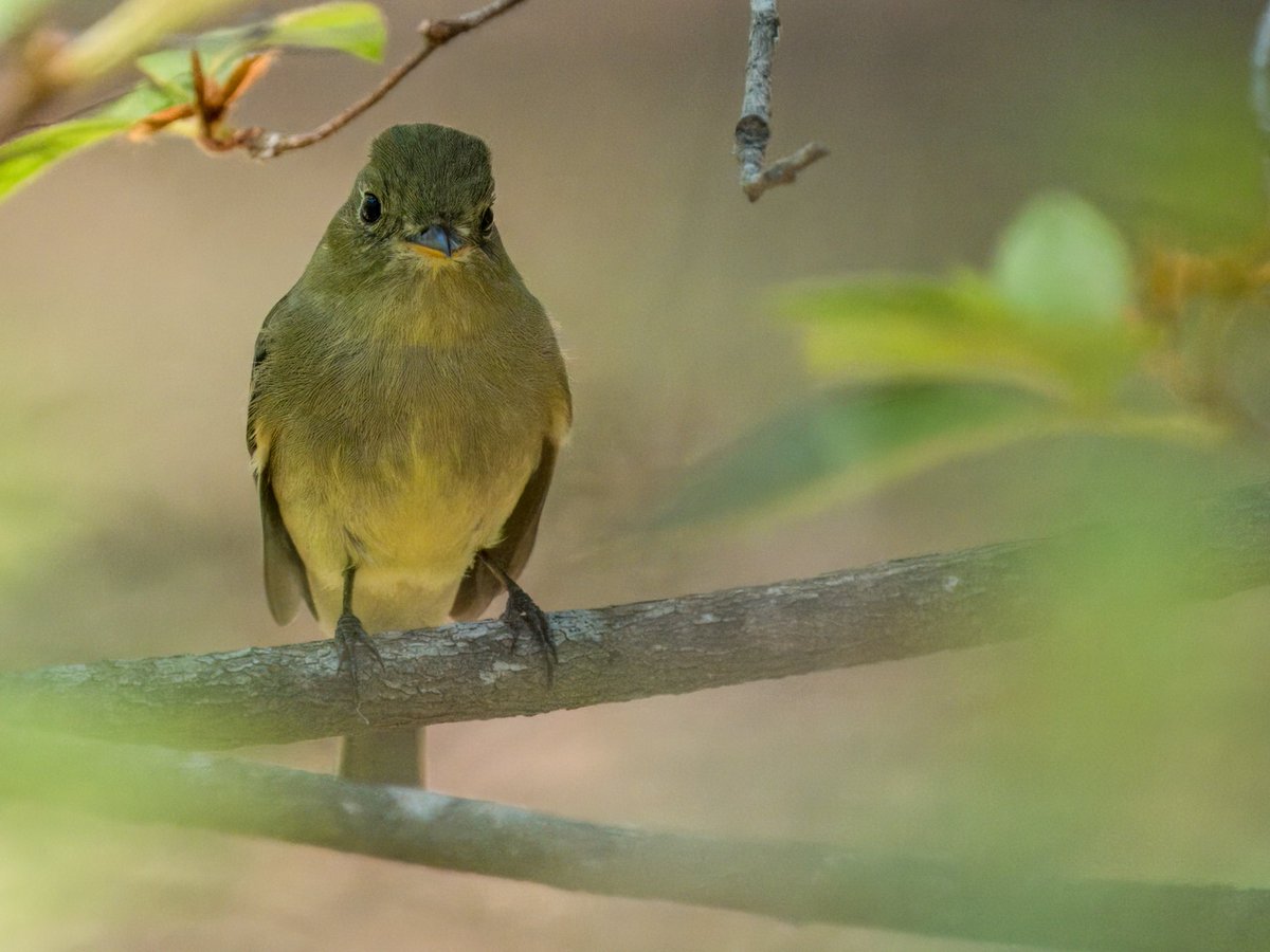 Yellow-bellied Flycatchers are just now passing through in full force in Texas. These colorful Empidonax travel up to the boreal forest in the extreme north and winter in southern Mexico and Central America.