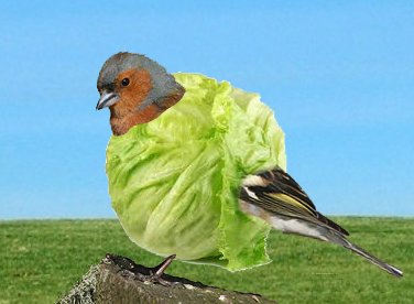 De Vegetarische Slager tweet media