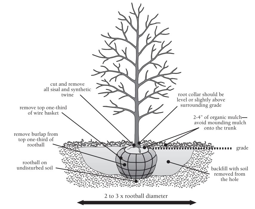 The planting hole for a new tree should be 2-3x wider than the tree's rootball, container, or root mass and deep enough so that the trunk flare is level with (or slightly higher than) the surrounding grade. Too deep can cause the tree to settle which can lead to chronic issues.