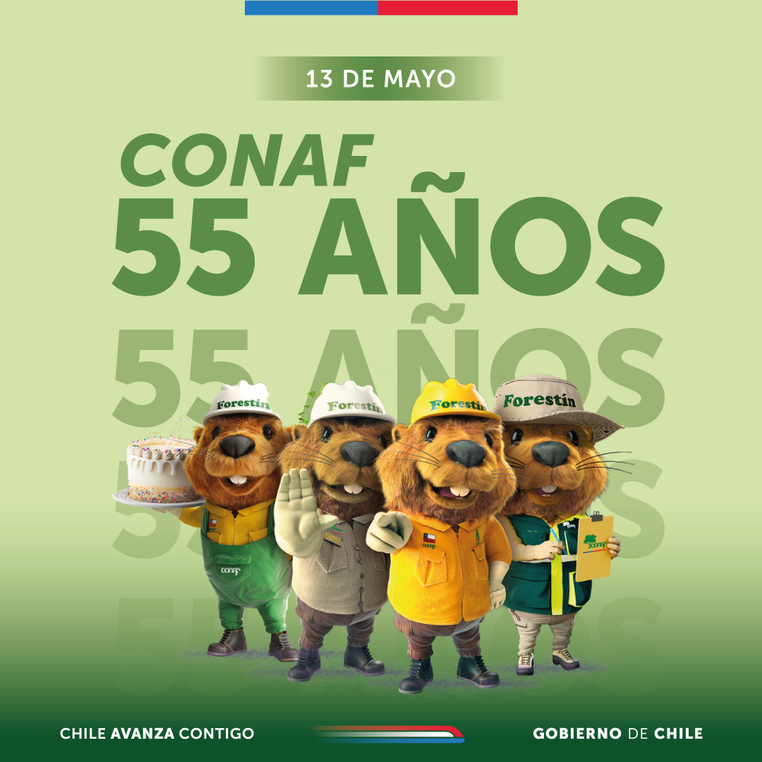 ✨ 55 años de historia y compromiso ambiental 🌳
#CONAFcelebra su aniversario con una mirada al futuro: la transición hacia el Servicio Nacional Forestal (SERNAFOR) y el Servicio de Biodiversidad y Áreas Protegidas (SBAP). Hoy Martes 13 de mayo | 11:30 hrs. Plaza Muñoz Gamero,Puq
