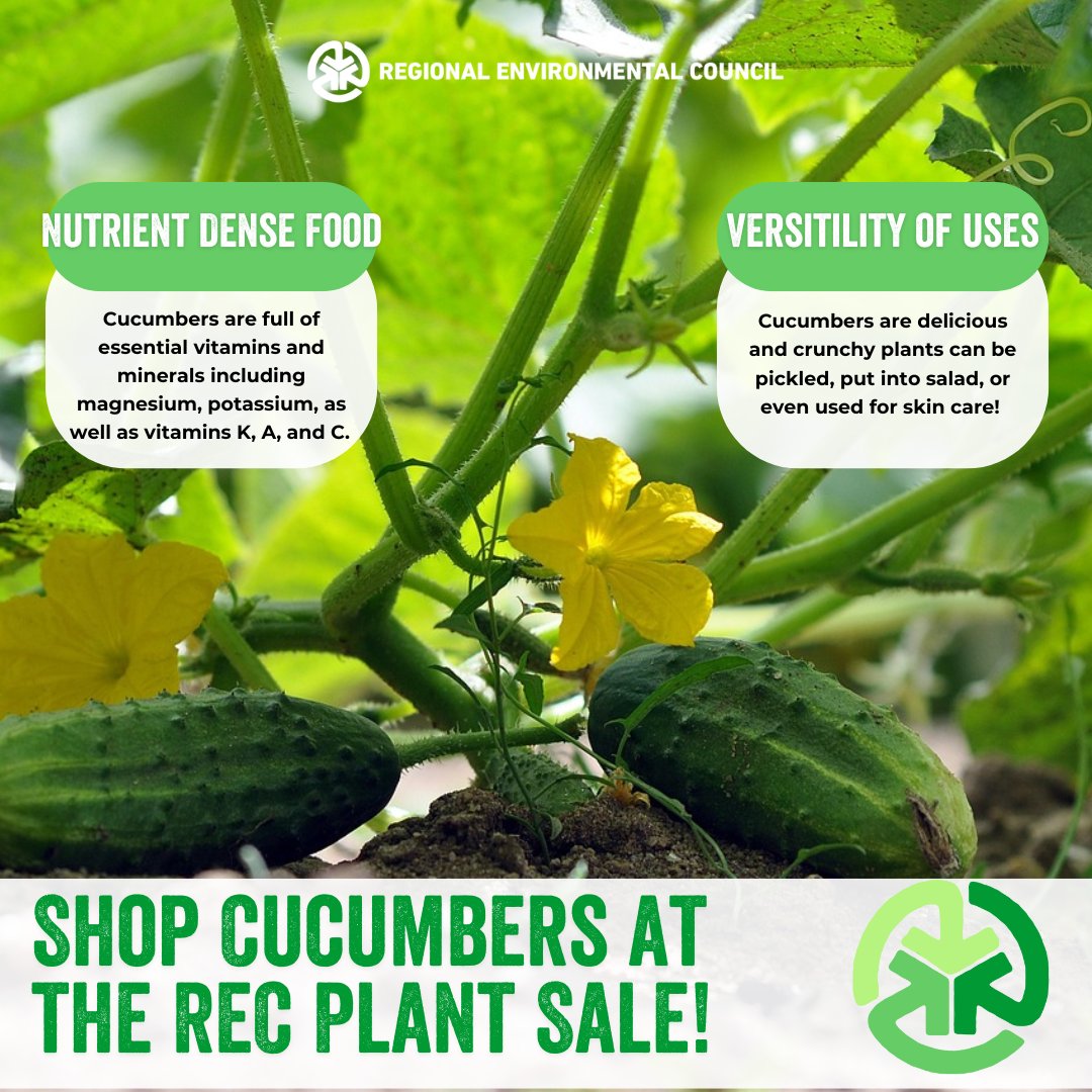 We are selling cucumbers at this year’s annual plant sale! 

Join us on May 16th for our annual plant sale from 10-6 to shop cucumbers and browse our plentiful collection of other seedlings. We can't wait to see you there! 

#RECWorcester #plantsale #foodjustice #cucumbers