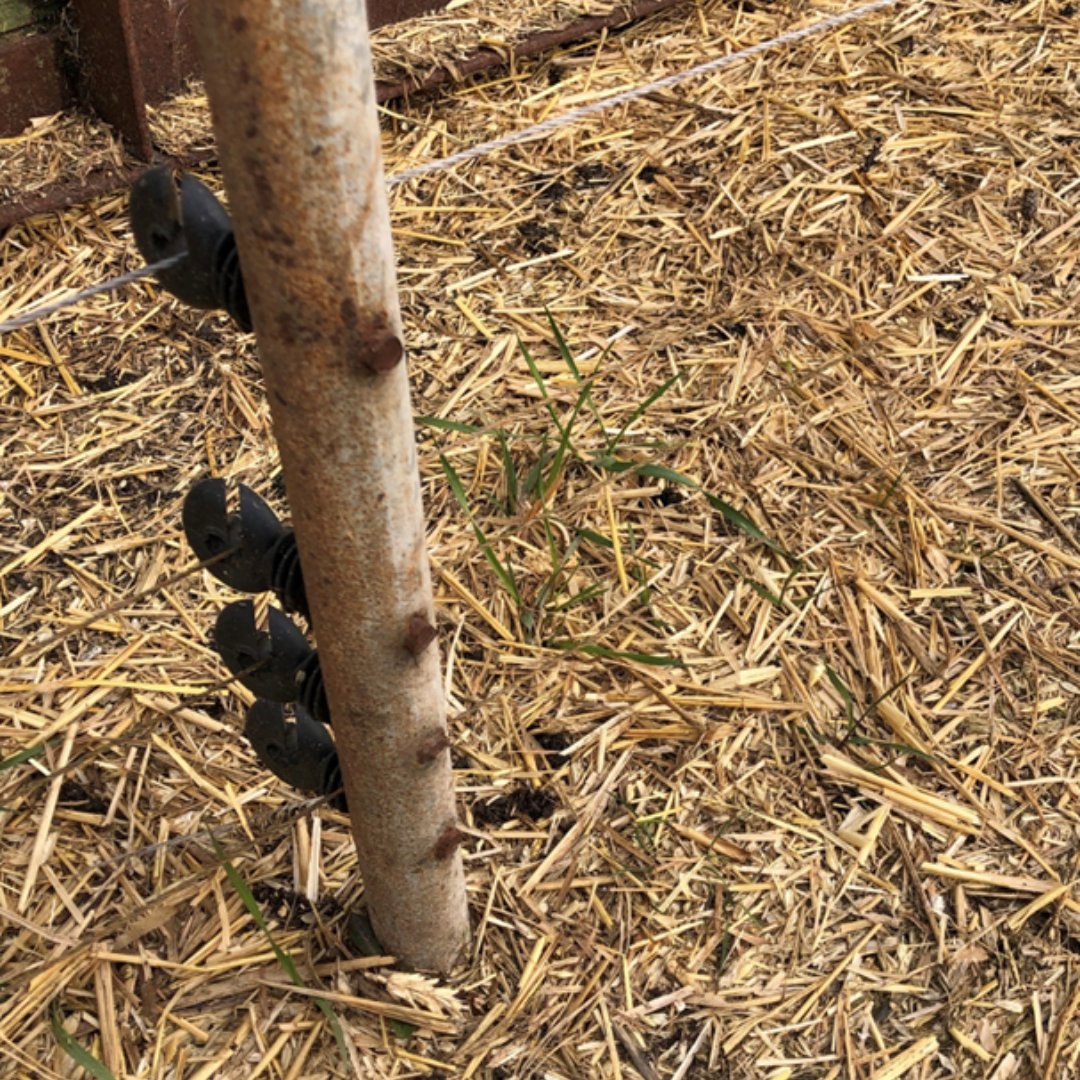 Badgers are experts at climbing to access feed and water supplies however they are unable to jump. By adding 4 low strands of electric fencing at 10cm, 15cm, 20cm and 30cm this will reduce the chance of badgers entering certain areas. For more information visit the TB hub.