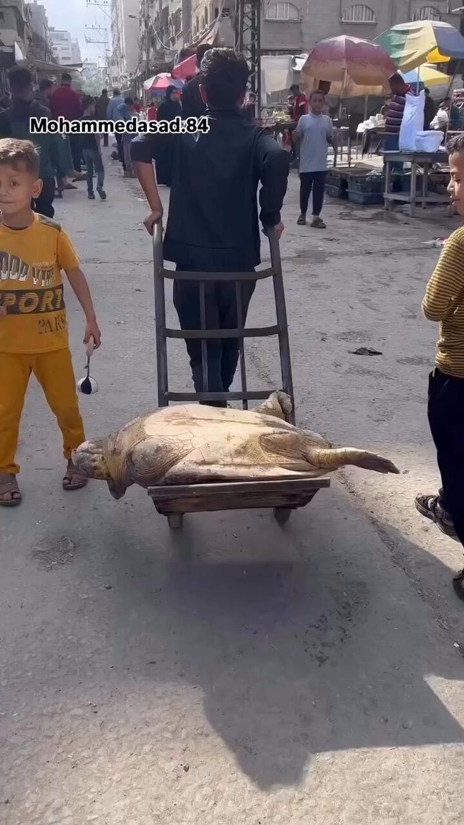 PhaedraXTeddy's tweet image. Turtle dragged from the sea waits on his back to die . No merciful fast death.