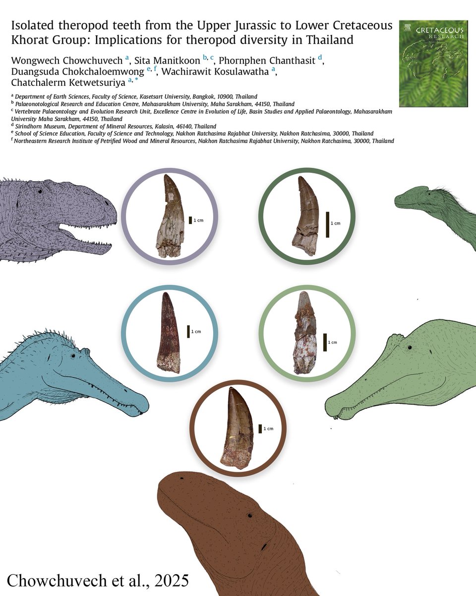Our latest paper is out!! 🦖🦷

Isolated Theropod Teeth from the Upper Jurassic to Lower Cretaceous Khorat Group: Implications for Theropod Diversity in Thailand 🦖🇹🇭

Theropod Teeth Tell The Tales!! 😆🦖

Check it out! sciencedirect.com/science/articl…
