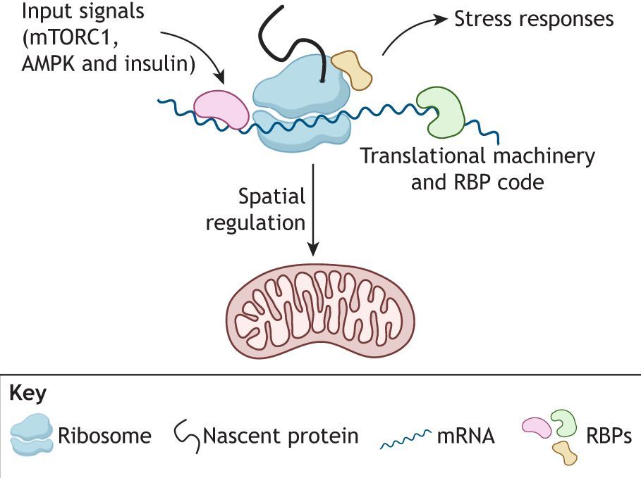 J Cell Science (@j_cell_sci) on Twitter photo In their Review, Eleonora Zilio <a href="/EleZilio/">Eleonora Zilio</a>, Elena Rugarli and colleagues discuss the role of mitochondrial mRNA translation in cellular communication.
journals.biologists.com/jcs/article/13…
#JCSMitoSI #Mitochondria In their Review, Eleonora Zilio <a href="/EleZilio/">Eleonora Zilio</a>, Elena Rugarli and colleagues discuss the role of mitochondrial mRNA translation in cellular communication.
journals.biologists.com/jcs/article/13…
#JCSMitoSI #Mitochondria