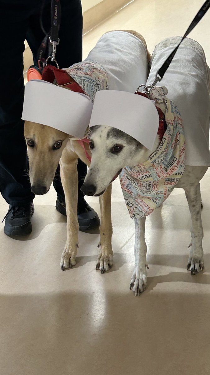 Lola and Rooby making the rounds for #NationalNursingWeek at the ⁦<a href="/HamHealthSci/">Hamilton Health Sciences</a>⁩ Juravinski Hospital