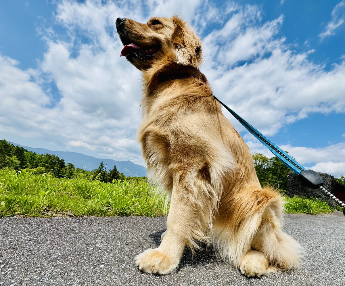 ▽❛。❛▽ノ🫶 #愛犬の日