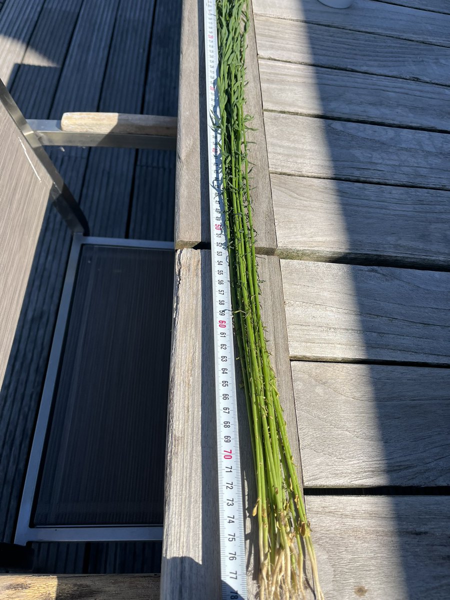 Vlas gaat volgende week bloeien lengte nu 75 cm