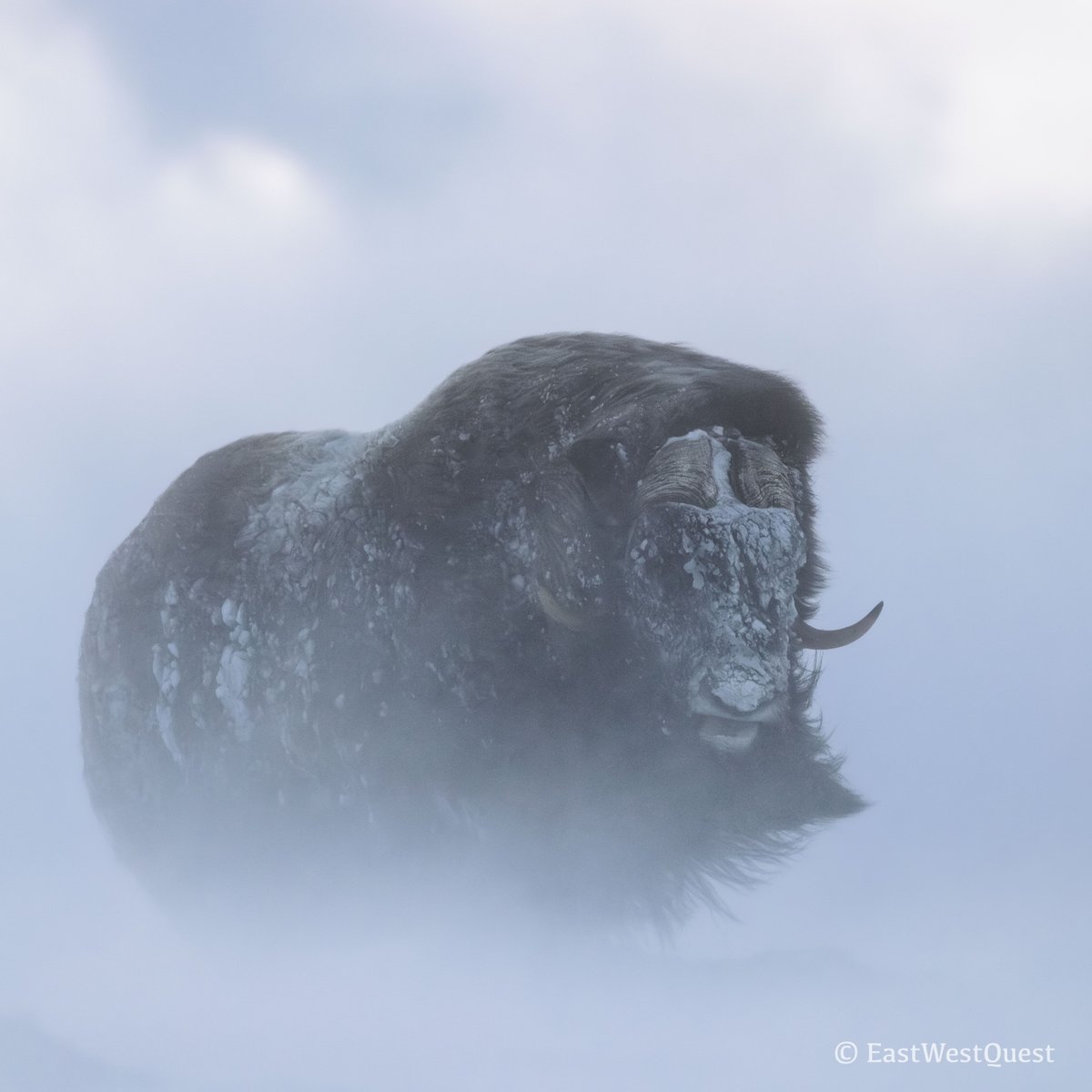 EastWestQuest's tweet image. #Muskoxen can survive incredible temperatures of -60 degrees Celsius. The secret is their extremely thick but light fur. #Snowstorms are a mere breeze for these majestic creatures - but not for us mere mortals. #Norway #Wildlife #NaturePhotography #WildlifePhotography #Arctic