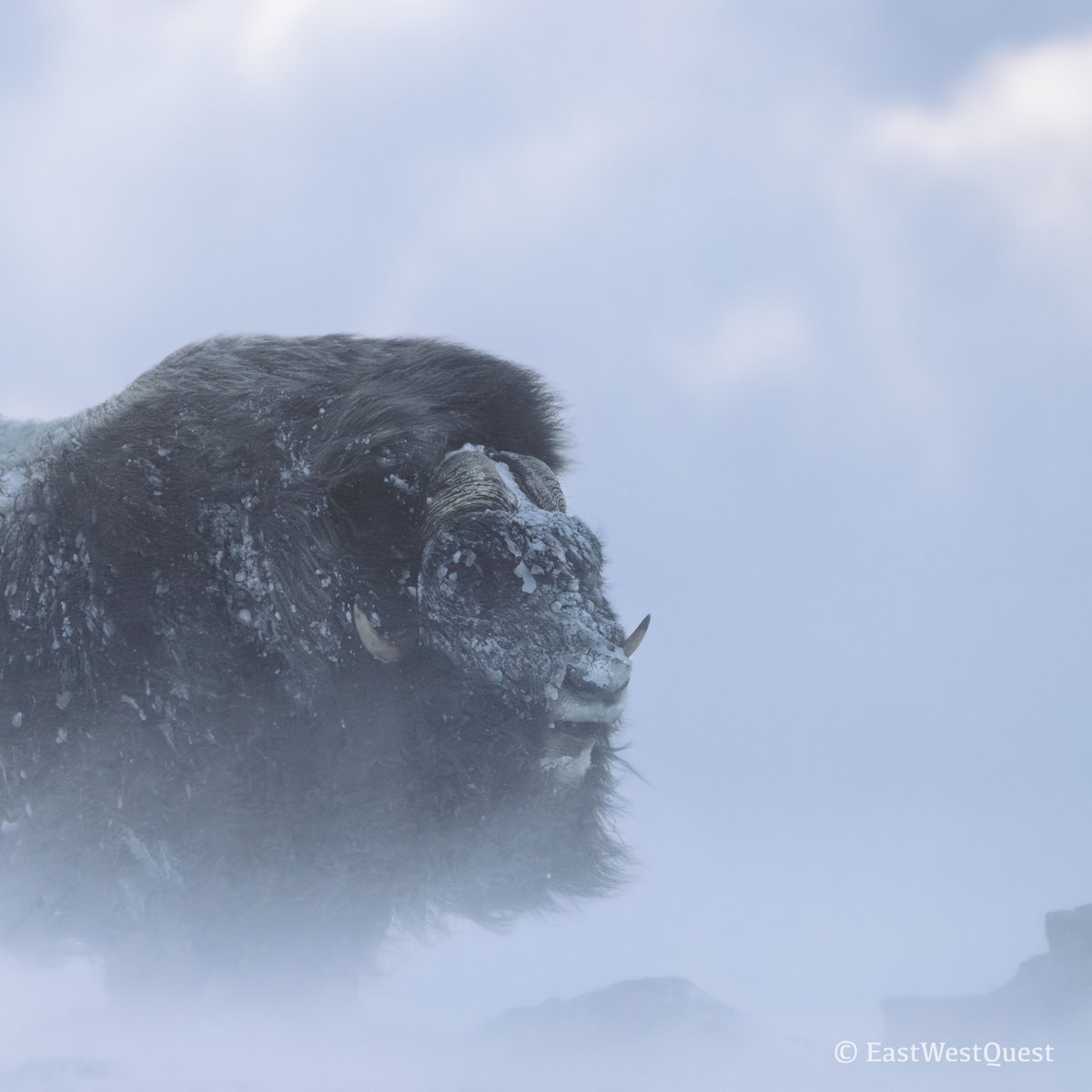 EastWestQuest's tweet image. #Muskoxen can survive incredible temperatures of -60 degrees Celsius. The secret is their extremely thick but light fur. #Snowstorms are a mere breeze for these majestic creatures - but not for us mere mortals. #Norway #Wildlife #NaturePhotography #WildlifePhotography #Arctic