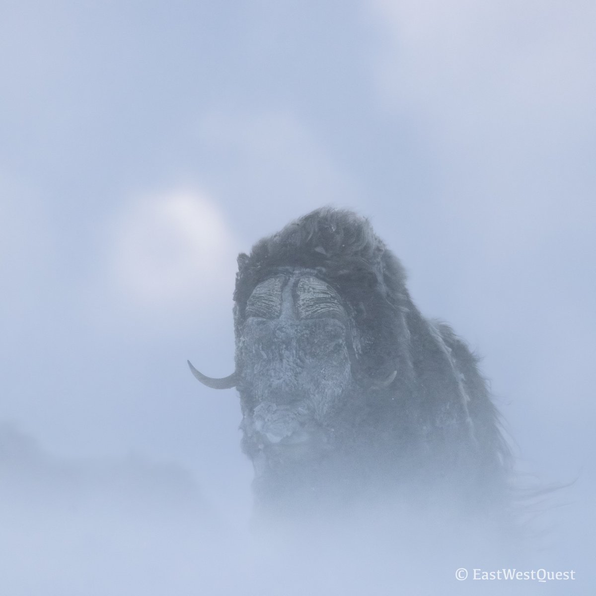 EastWestQuest's tweet image. #Muskoxen can survive incredible temperatures of -60 degrees Celsius. The secret is their extremely thick but light fur. #Snowstorms are a mere breeze for these majestic creatures - but not for us mere mortals. #Norway #Wildlife #NaturePhotography #WildlifePhotography #Arctic