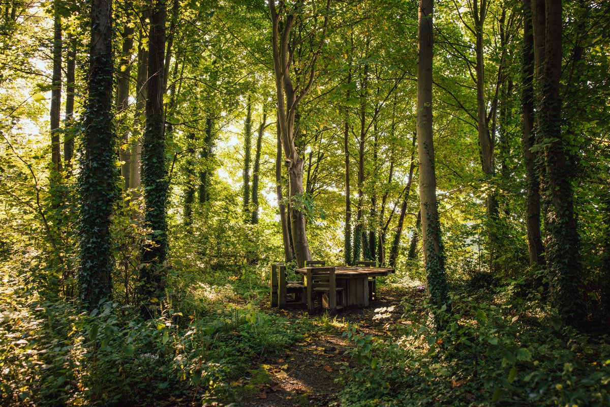 The latest round of The Woodland Investment Grant (TWIG) is open across Wales. 🌳

Want to know more? Join us for our FREE online webinar on Thursday 15 May between 10am-11:30am 👉 events.teams.microsoft.com/event/722ae0ac…