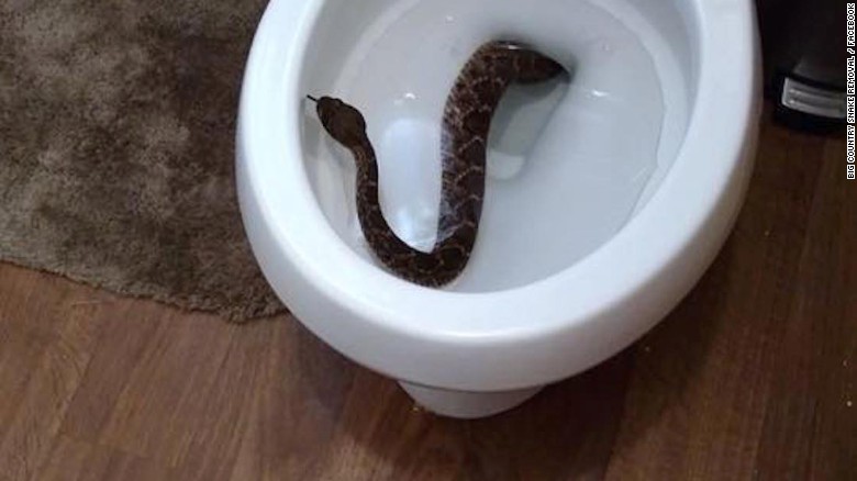 maverickrabid's tweet photo. @ajaykraina snakes are eventually coming out https://t.co/yrwvRW1w9C