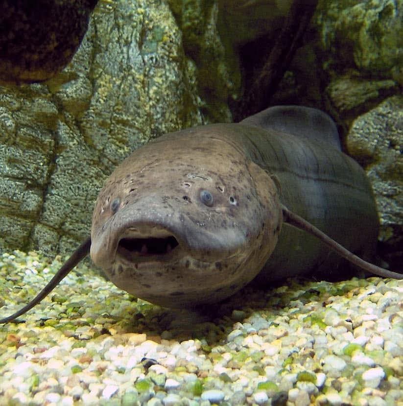 This is a Lungfish. 
This fish can survive for up to two years during dry periods. When the rains are gone and the rivers and streams are drying up; what this fish does is... 👇