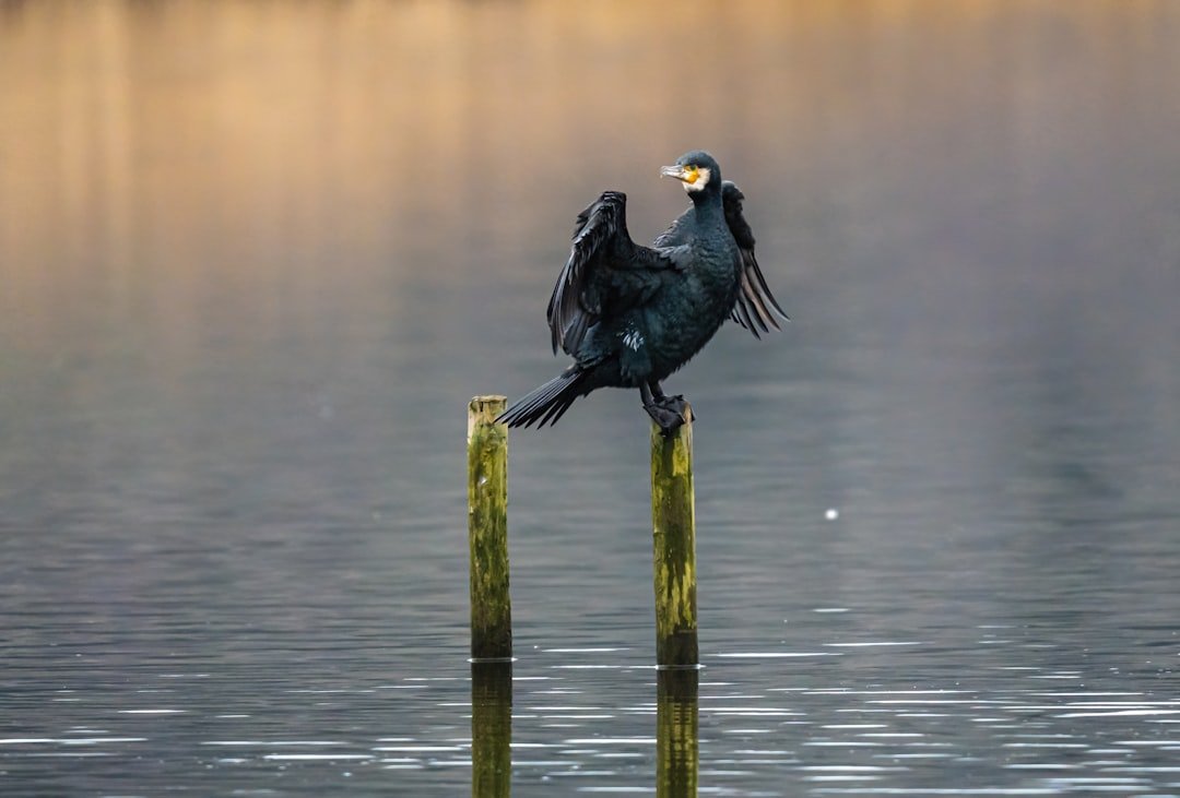 Cormorants are being blamed for fish declines caused by pollution, habitat loss, and overfishing. Now, a draft EU plan proposes killing them en masse—ignoring science and targeting nature to protect profits. When will we stop scapegoating wildlife for our own failures?