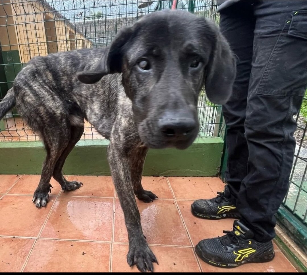 Este perrillo que esta en la perrera esta ciego,choca con todo,llora y siente panico 😥
Tiene 5 años y esta en Malaga,te apiadas y le das acogida o adopcion?es bueno y cariñoso 🙏🙏🏿🙏.
Direccion Perrera calle del Paraiso N-109(Alhaurin de la Torre)
☎️952417129
WuatsApp:64800129