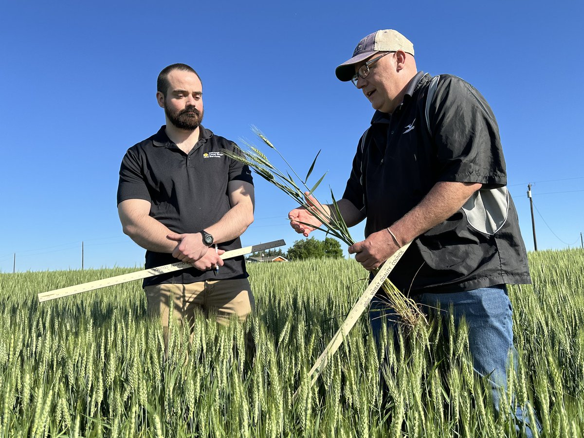 JasonJenkinsDTN (@jasonjenkinsdtn) on Twitter photo #wheattour25 is underway. Justin Gilpin of <a href="/KansasWheat/">KansasWheat</a>, right, evaluates the condition of a wheat field in Clay County, Kansas, for Tim Boyle of Tyson Foods. <a href="/dtnpf/">DTN/Progressive Farmer</a> #wheattour25 is underway. Justin Gilpin of <a href="/KansasWheat/">KansasWheat</a>, right, evaluates the condition of a wheat field in Clay County, Kansas, for Tim Boyle of Tyson Foods. <a href="/dtnpf/">DTN/Progressive Farmer</a>