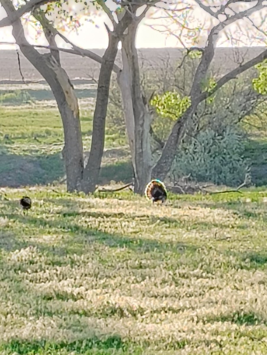 Tom turkeys are showing their flair to attract the ladies.