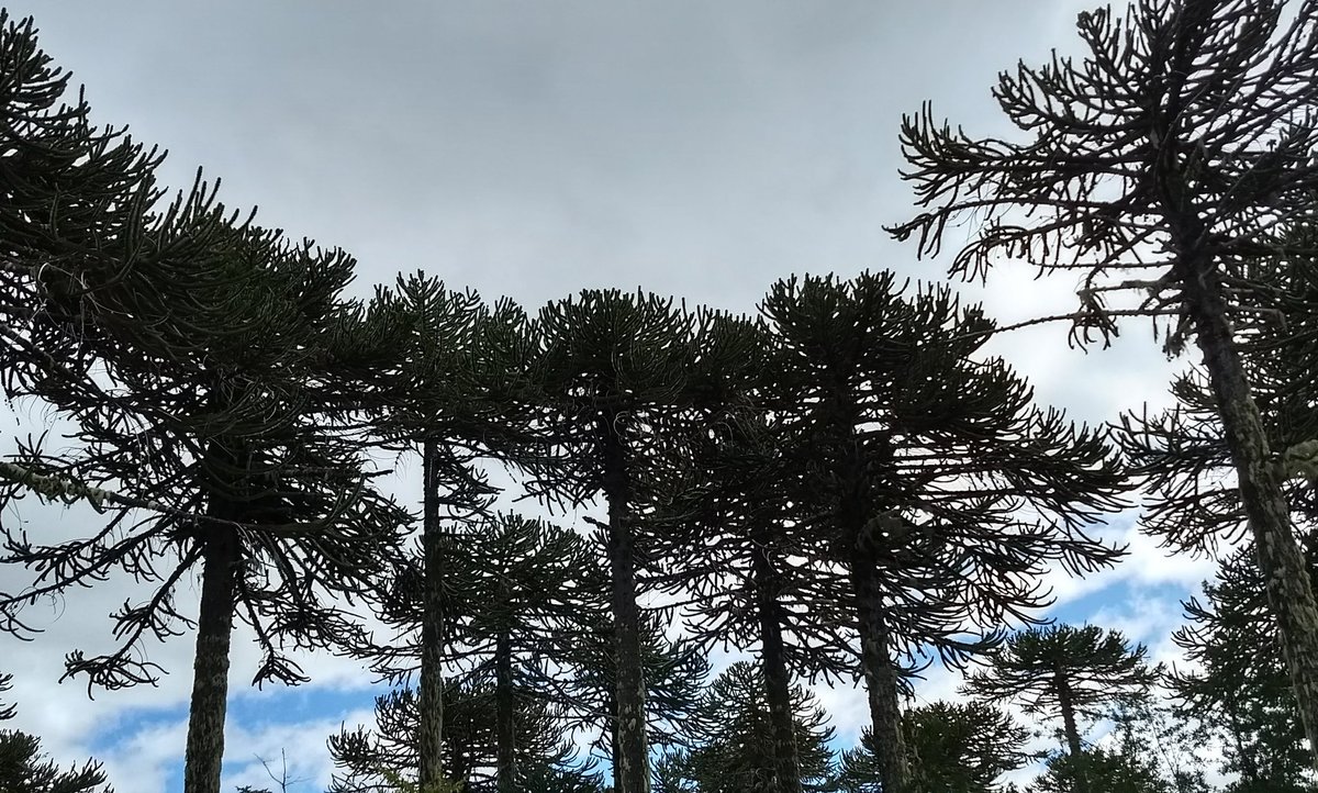 Nunca me duele la panza,
lo que me duele es la guata,
el "mascar lauchas" delata
a nuestro idioma y su usanza.
Aquí el español avanza
con una raíz común,
aunque sea un pinchintún,
así es como yo lo veo:
si alguien pide pololeo
lo pide en mapudungún.
#mapuche #mapudungún